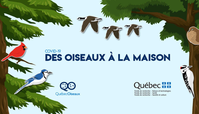 Affiche du projet des oiseaux à la maison